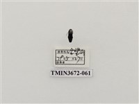 藏品(吉丁蟲)的圖片